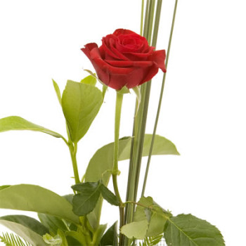 Single Red Rose